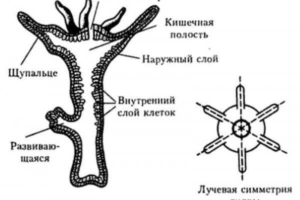 Как восстановить аккаунт в кракен