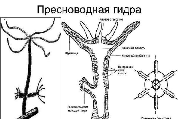 Кракен даркнет 2krnk biz