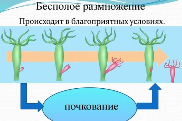 Kraken настоящая ссылка